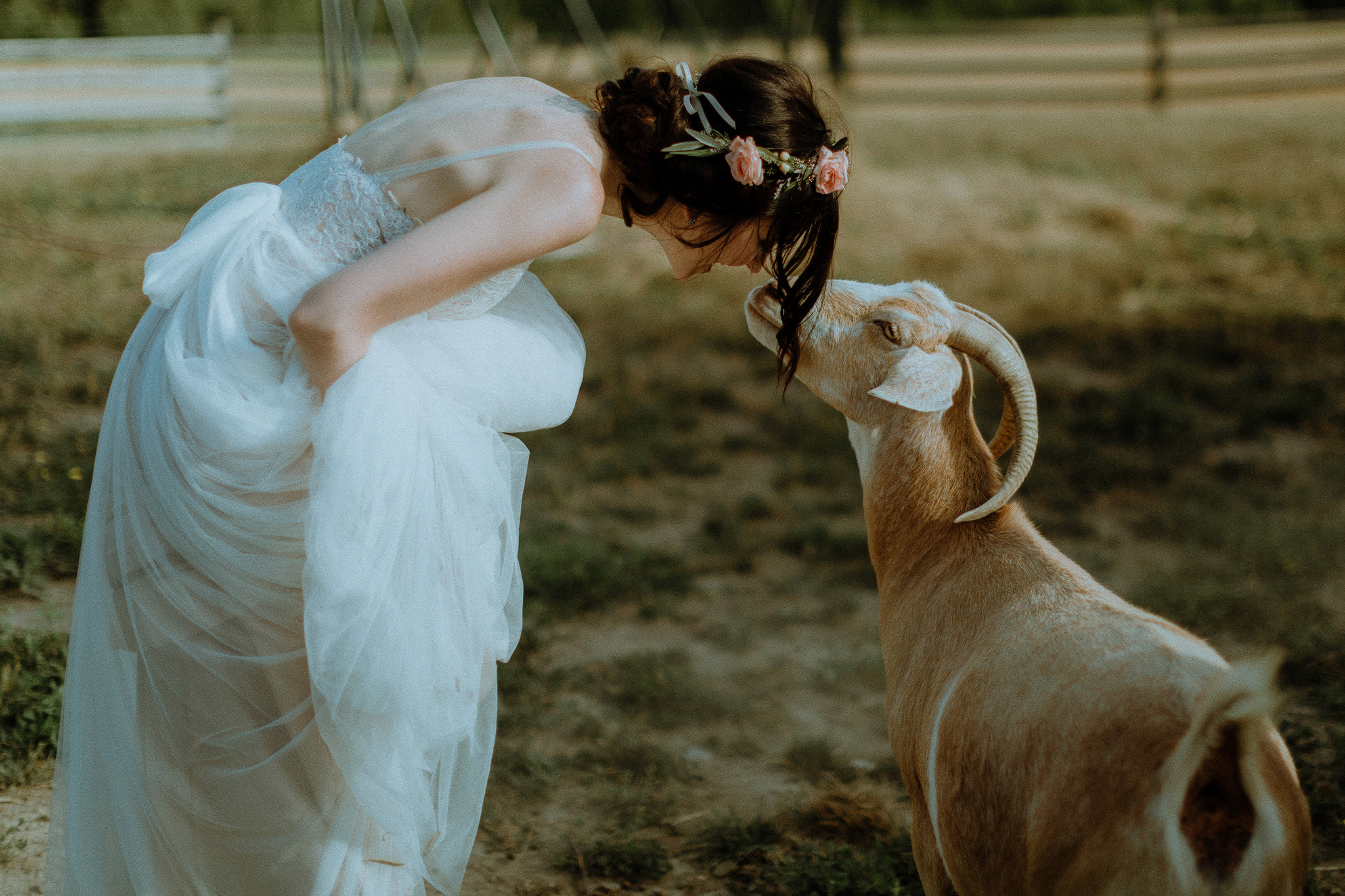 Bride with a Goat at gorgeous outdoor barn wedding 
