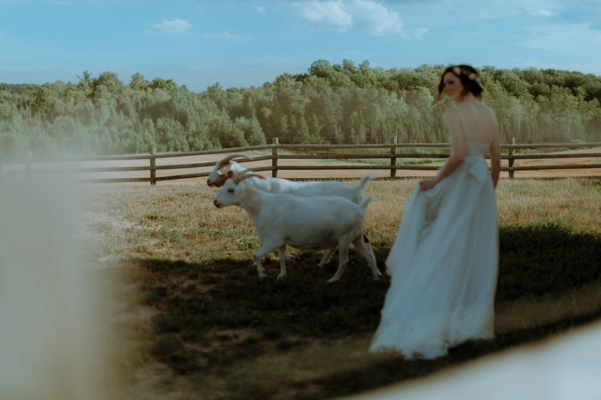 Bride with goats at barn wedding venue